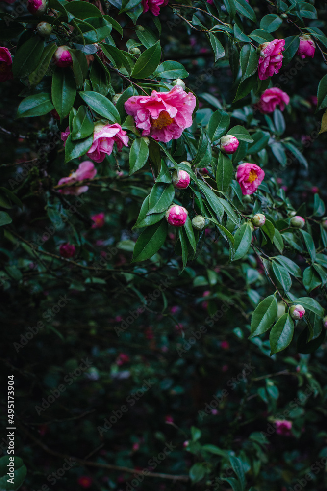 pink Camellia blossoms with lush green leaves