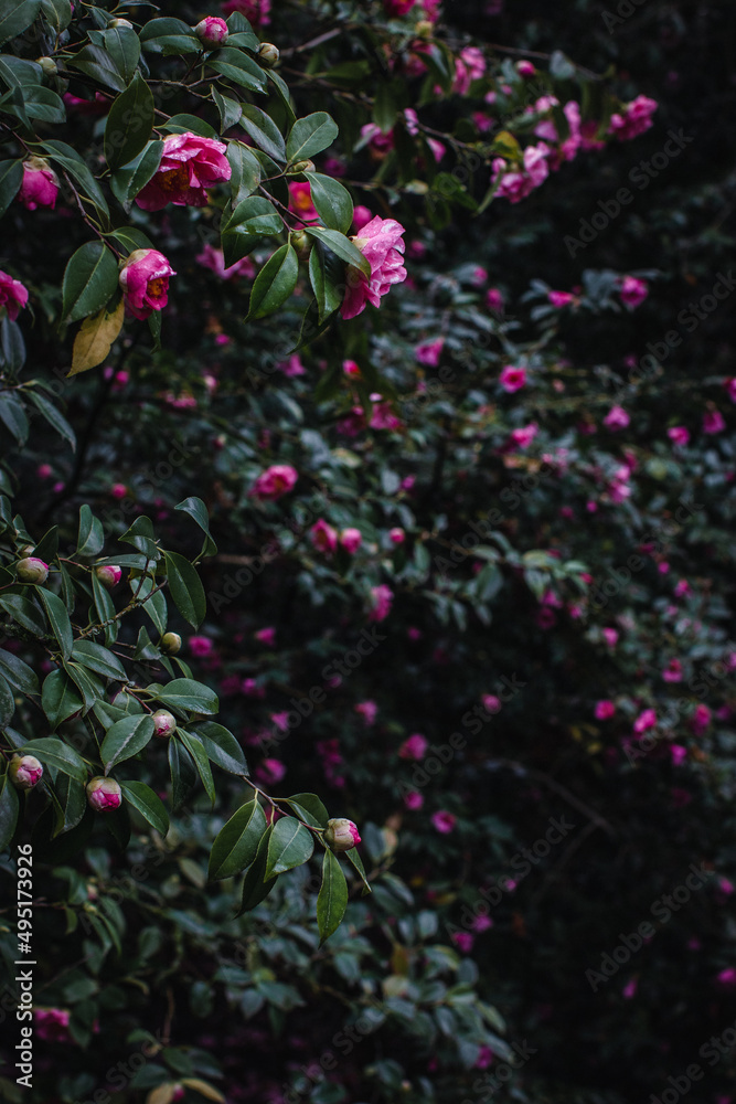 pink Camellia blossoms with lush green foliage
