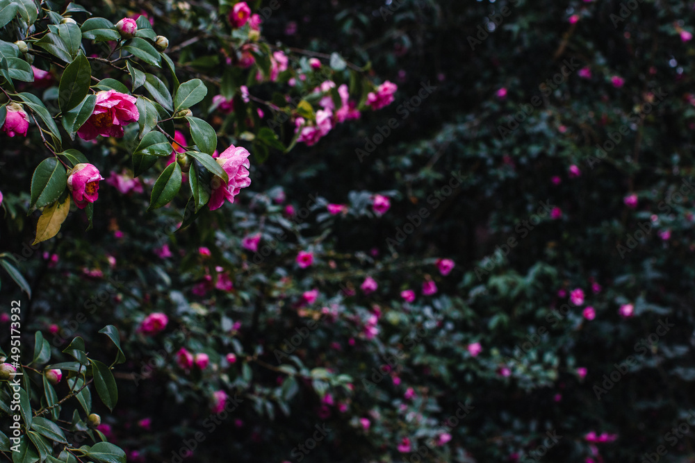pink Camellia Blossoms with lush green leaves on a dark background