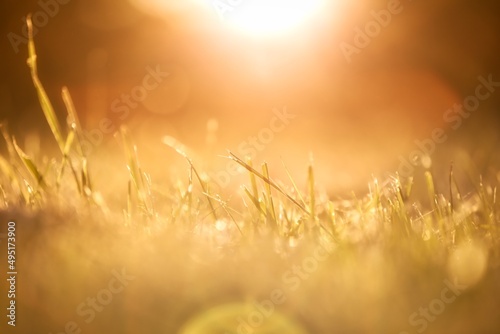 Grass and Sunset