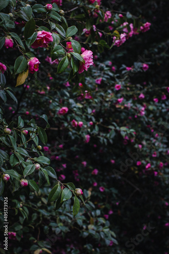 Wallpaper Mural pink Camellia blossoms with lush green foliage Torontodigital.ca
