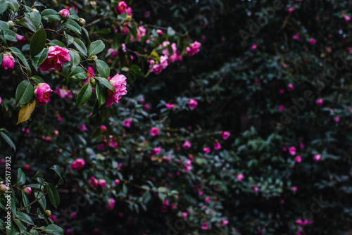 pink Camellia Blossoms with lush green leaves on a dark background