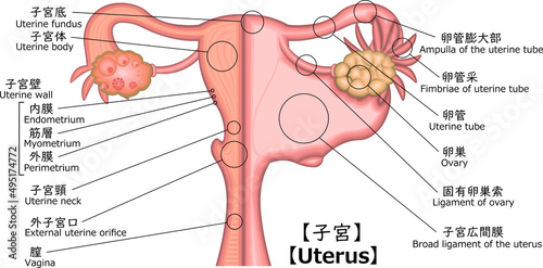 子宮　構造　イラスト photo