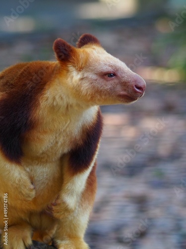 Attractive engaging male Goodfellows Tree-Kangaroo in natural beauty. © Andreas