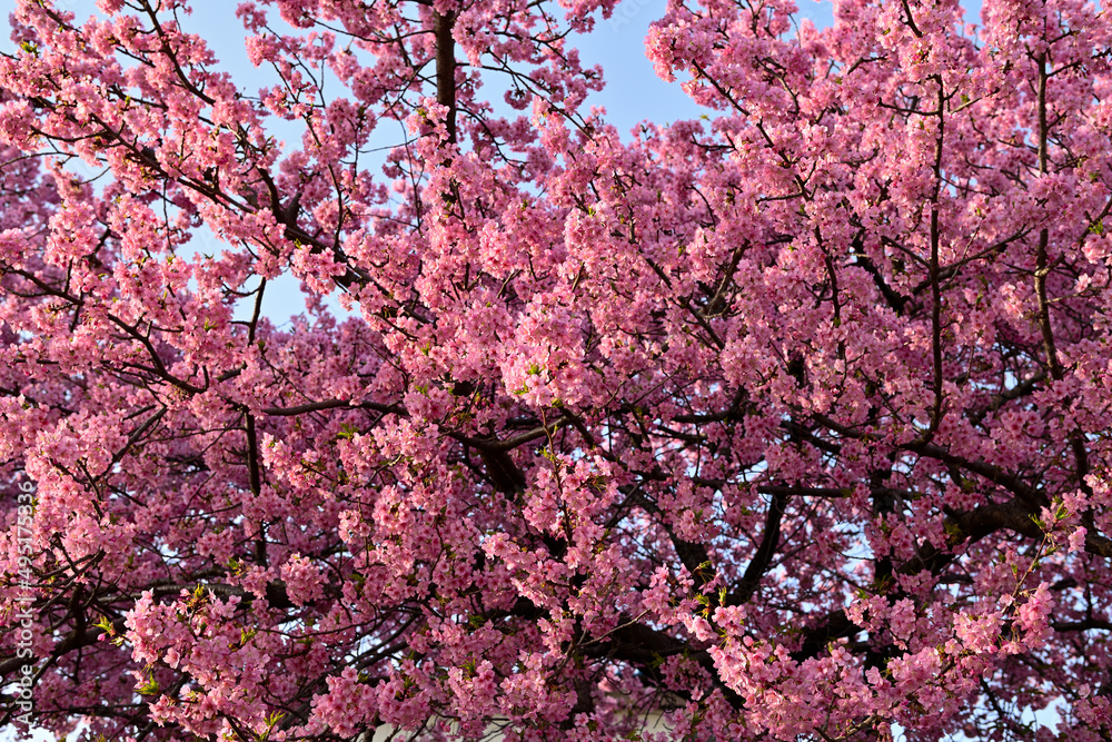 乙川の河津桜 乙川の河津桜