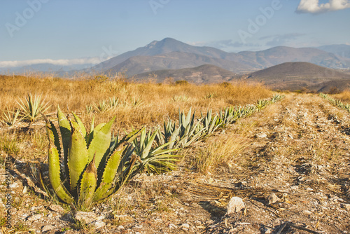 Ancient palenque of Oaxacan Mezcal. Agave, maguey photo