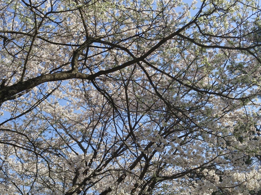벚꽃 벚꽃