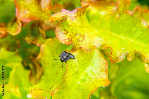 black and scary dead beetle larva or Aclypea opaca feeding on lettuce leaves photo