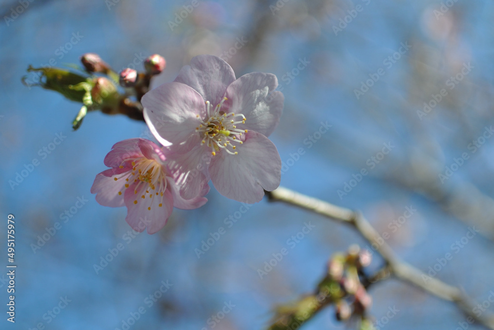青空に映える梅の花 青空に映える梅の花