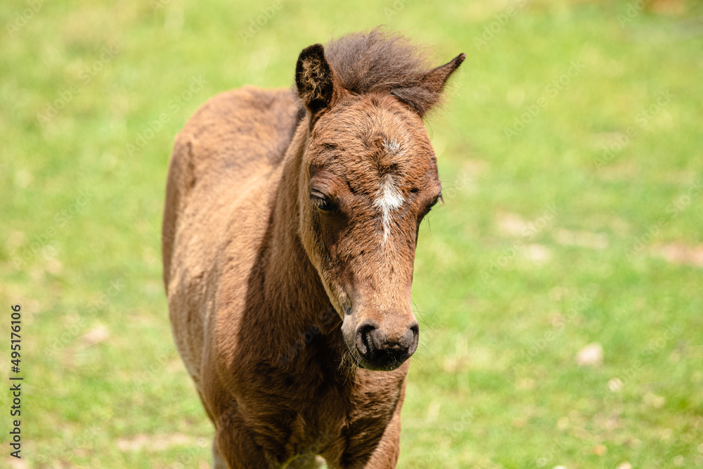 horse eating grass