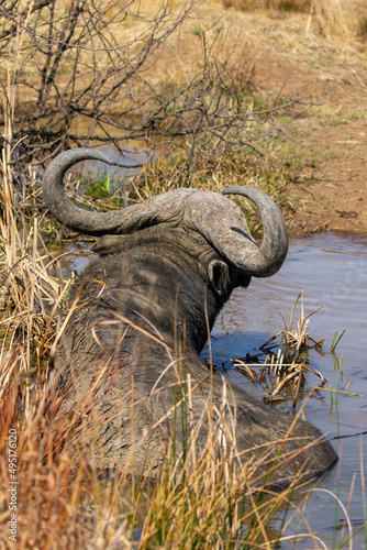 African buffalo  Kruger National Park
