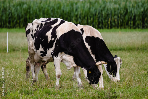 cows in a field