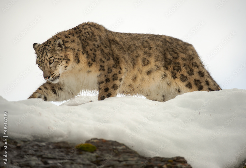 Obraz premium Snow Leopard