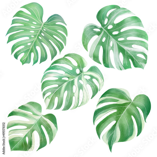 Green monstera leaf watercolor style