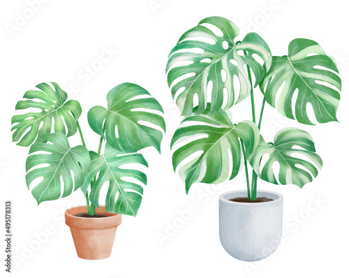 Green monstera and pots watercolor style.