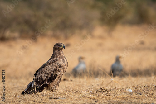 Steppe eagle or Aquila nipalensis portrait a winter migrator bird perched on ground near animal carcass dumping area or site of Jorbeer Conservation Reserve bikaner rajasthan india asia