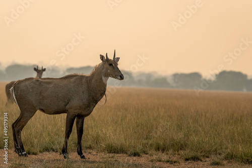 male nilgai or blue bull or Boselaphus tragocamelus a Largest Asian antelope side profile in open field or grassland in golden hour light at tal chhapar sanctuary rajasthan india