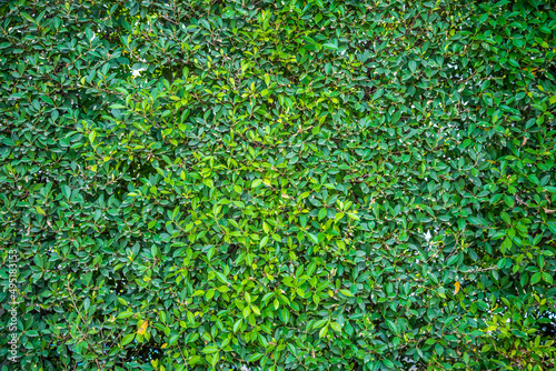Green leaves wall texture background. Environmental, nature background concept. 