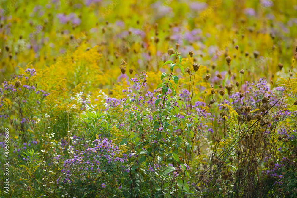 Wild flowers in field in rural area colors of purple yellow green and white in spring horizontal background backdrop wallpaper room for type spring or summer plants or weeds outdoors in  countryside