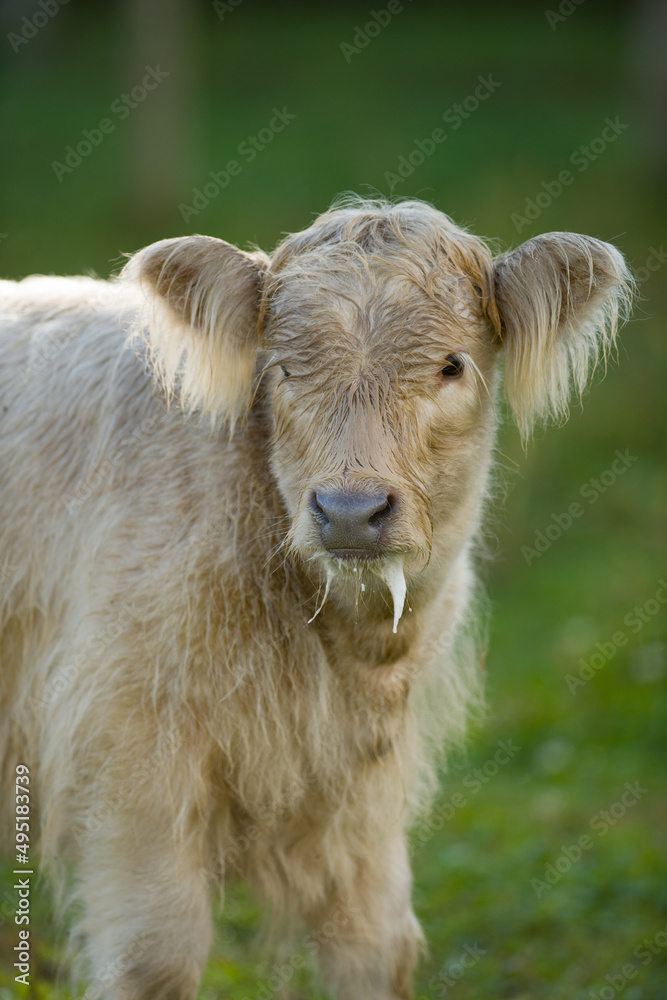 cow portrait scottish highland cattle calf head shot close up backlit with long hair baby cow dripping milk from mouth shot vertical format room at top for masthead spring summer small hobby farm cow portrait scottish highland cattle calf head shot close up backlit with long hair baby cow dripping milk from mouth shot vertical format room at top for masthead spring summer small hobby farm