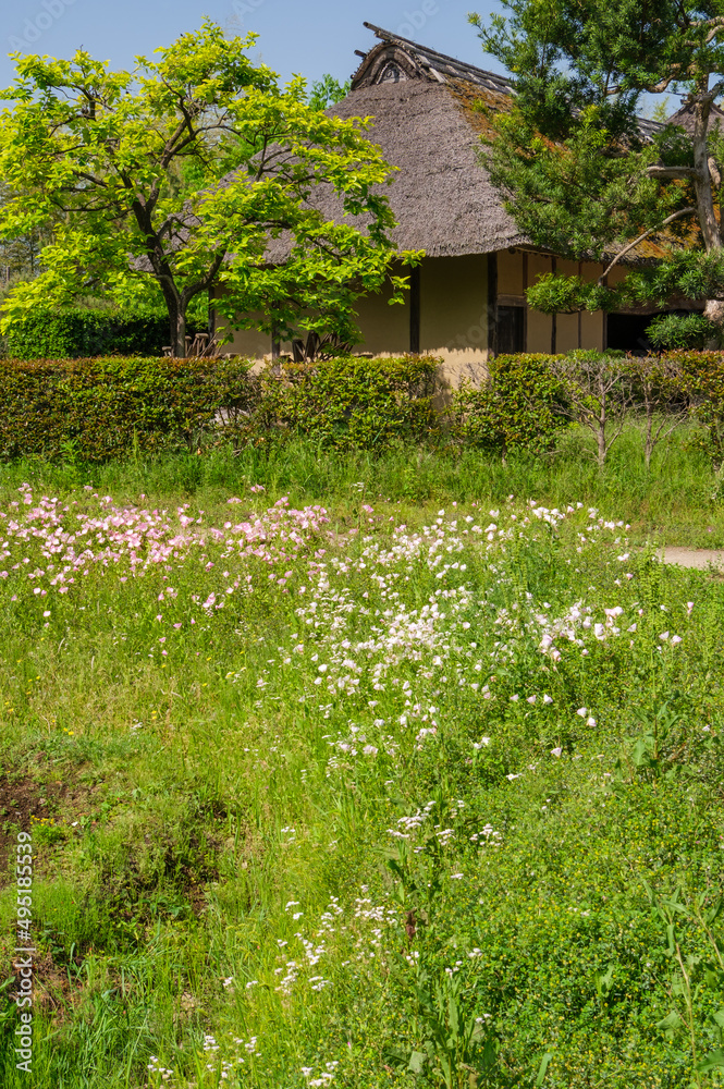 Obraz premium 茅葺屋根と畑