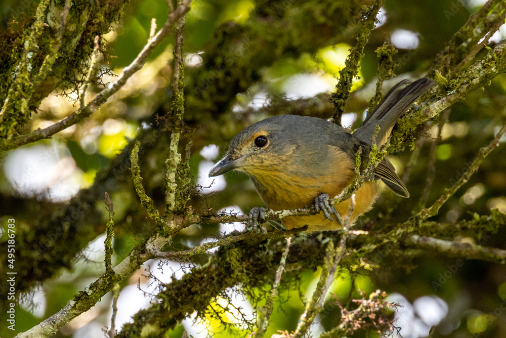 Fototapeta premium Bower's Shrike Thrush in Queensland Australia