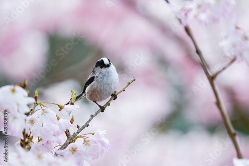 春爛漫、満開の桜の花を訪れた薄紅色と白黒の鮮やかなかわいい小鳥エナガ