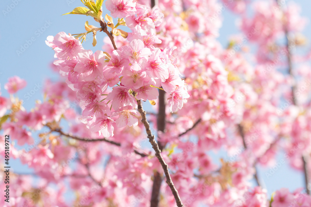 八束千本桜公園の満開の河津桜（松江市）