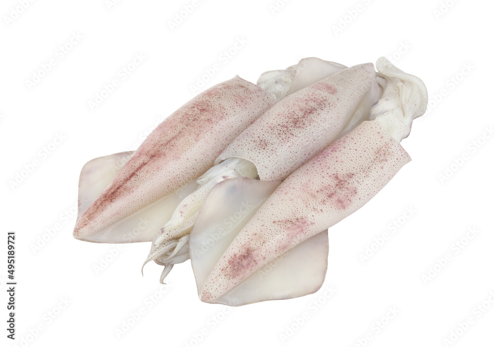 Fresh squids isolated on white background