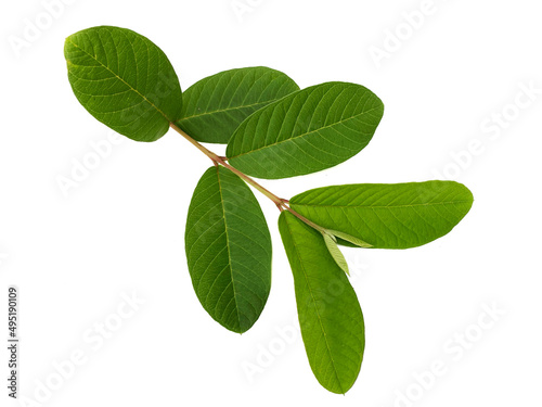 green guava leaves isolated on white background