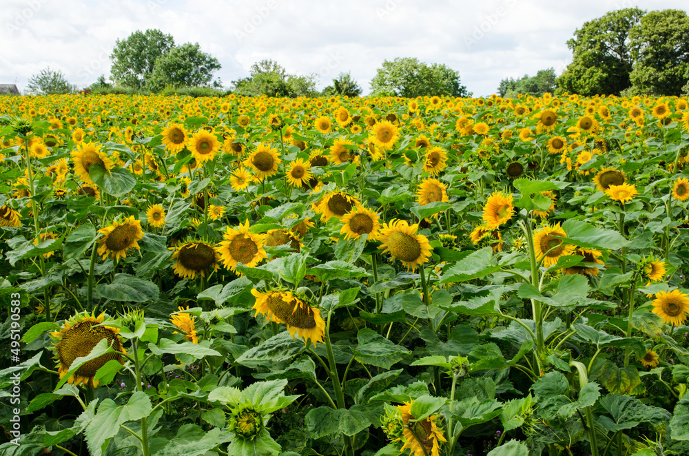 Field of sunflowers stretching to the horizon, Hampshire