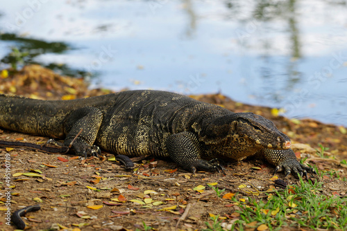 A big Water Monitor Lizard  Varanus Salvator  is seen backgrounded by the lake of Lumphini public park in central Bangkok  Thailand.