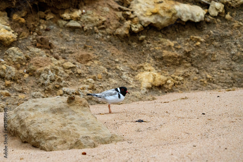Hooded Plover Thinornis cucullatus photo