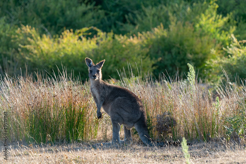 Eastern Grey Kangaroo Macropus giganteus