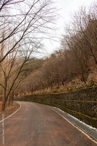 Country roads, thin branches, trees.