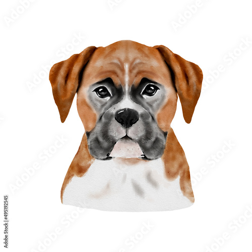 Dog Boxer watercolor painting. Adorable puppy animal isolated on white background. Realistic cute dog portrait vector illustration