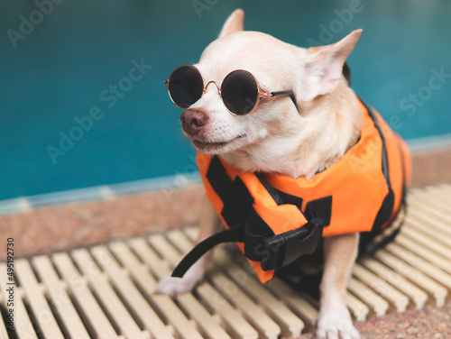 cute brown short hair chihuahua dog wearing sunglasses and  orange life jacket or life vest sitting by swimming pool. Baywatch dog. Pet Water Safety. photo