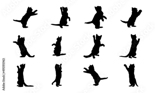 Fotografie Cat vector silhouette. Side view isolated on a white background.