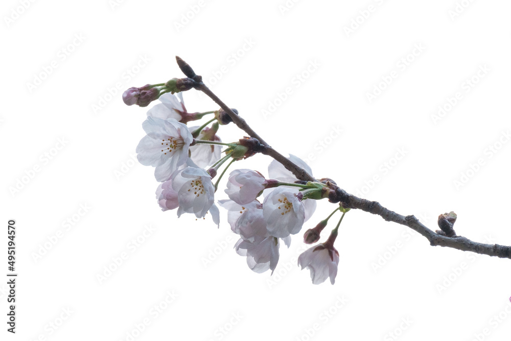 早春の桜の開花、透き通るような花びら