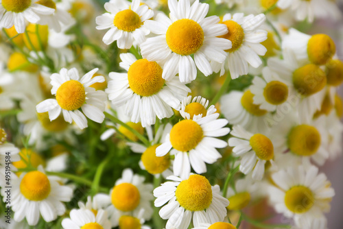 Chamomile flower field. Camomile in the nature. Field of camomiles at sunny day at nature. Camomile daisy flowers in summer day. Chamomile flowers field wide background in sun light