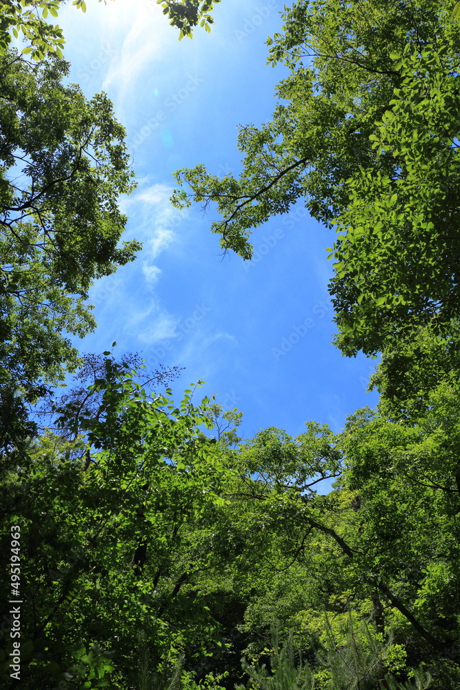 Obraz premium 新緑と青空｜縦構図
