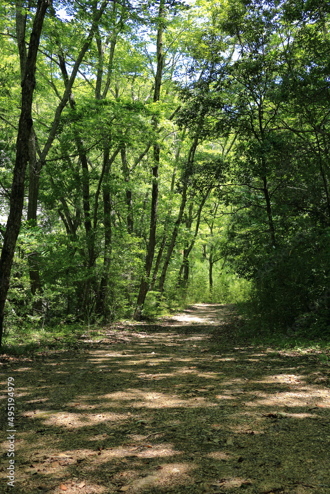 Obraz premium 優しい木漏れ日が美しい新緑