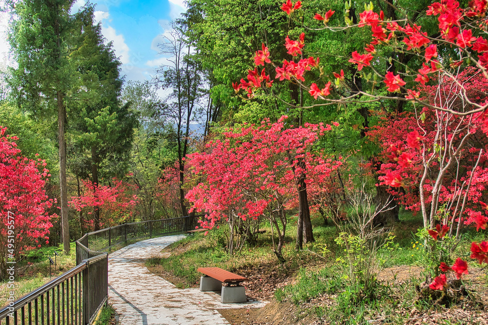 Obraz premium ツツジが綺麗な公園の遊歩道