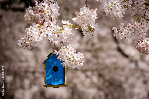 Pink cherry blossoms bloom on cherry trees with a colorful birdhouse hanging from a branch