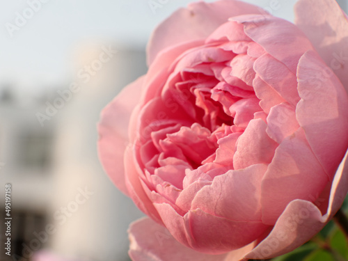 Rose blossom pink