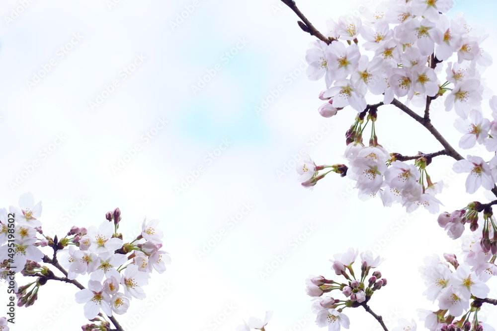 白い桜 画面中央をスペースにして Stock Photo Adobe Stock