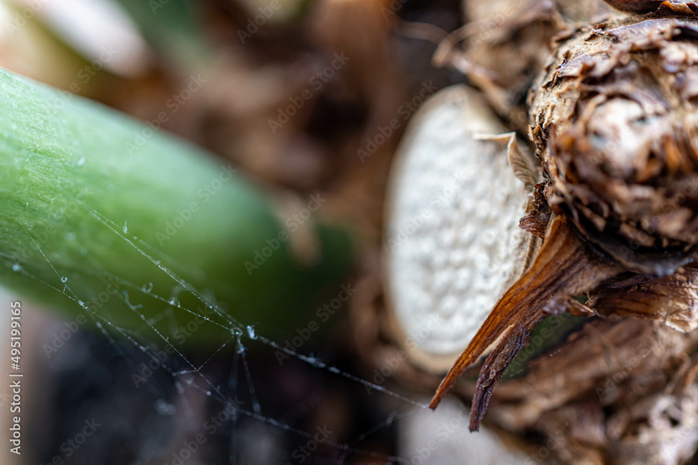 Obraz premium spider on a web