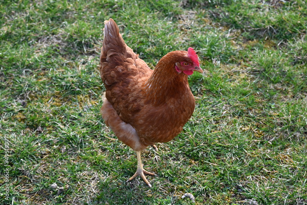 Fototapeta premium chicken in the grass