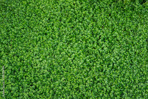 green grass texture. leaf texture background