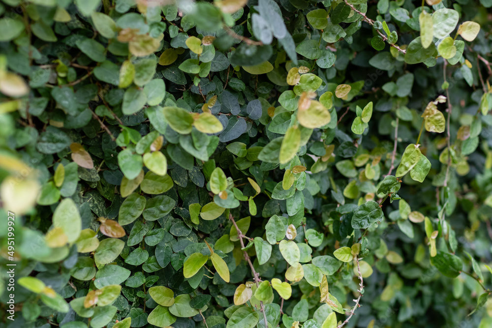 green leaves covering the wall green leaves covering the wall